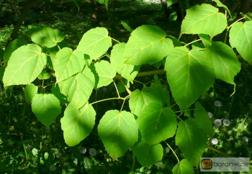 Acer laxiflorum -- Lockerblütiger Ahorn